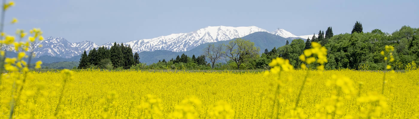 春の風景写真