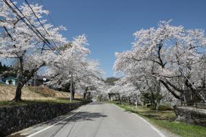 上野尻発電所前の桜並木