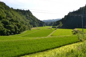 青々とした田んぼ