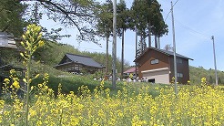 寺前自然塾主催の菜の花まつり