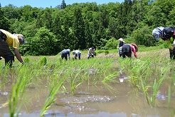 田植えにいそしむザッパーズの皆さん