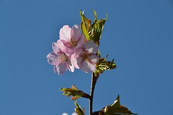 さゆり公園ふれあい広場周辺（にしあいづ花見山）の桜