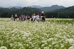 そばの純白の花